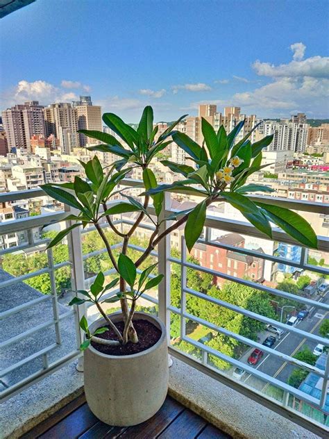 陽台盆栽風水|陽台種什麼植物好？風水專家楊登嵙這麼說 